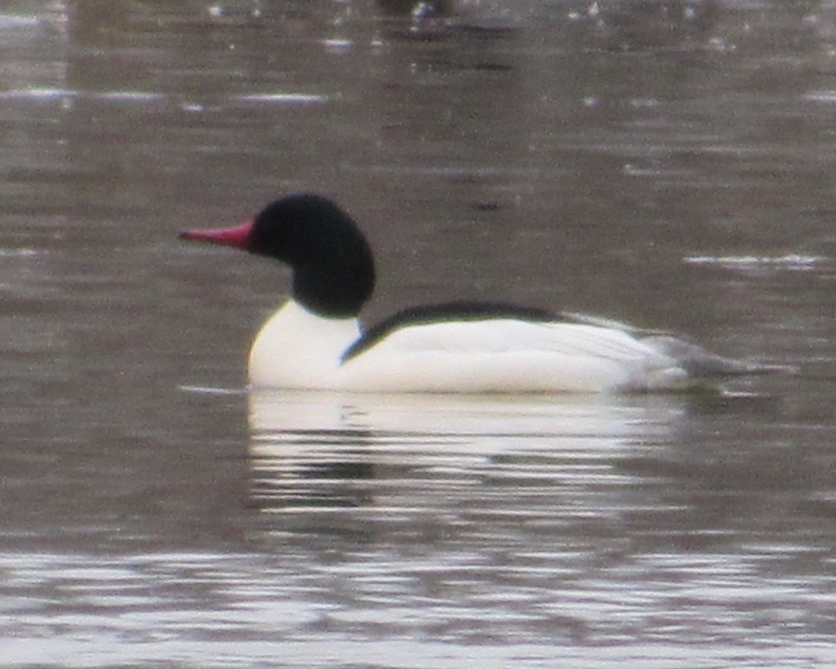 Common Merganser - Greg Leonard