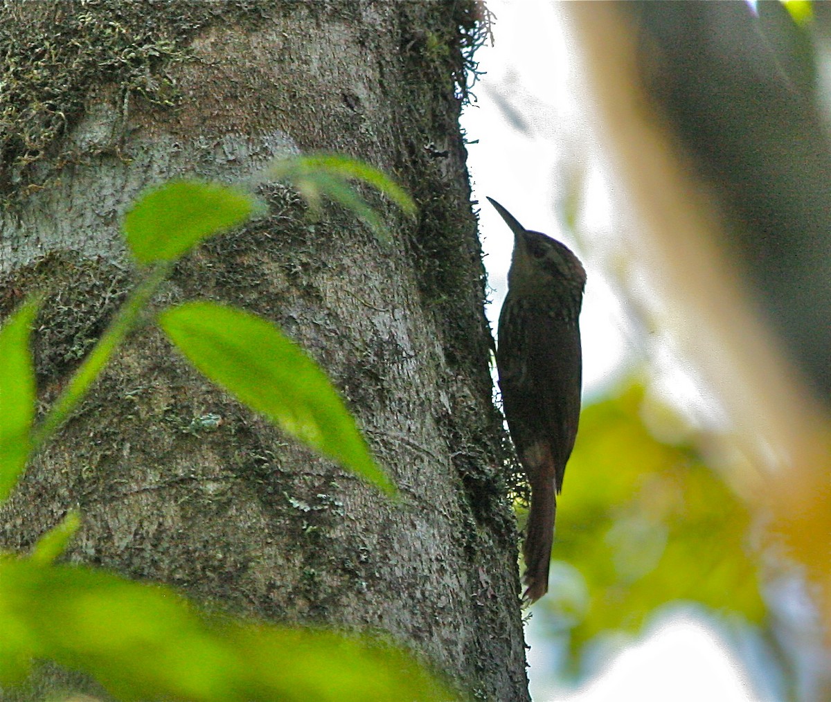 Scalloped Woodcreeper - Don Roberson