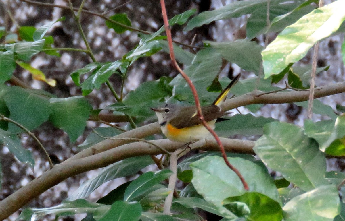 American Redstart - ML139805771