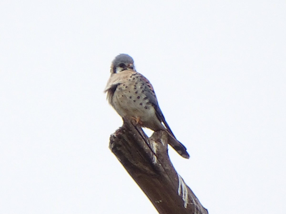 American Kestrel - ML139807521