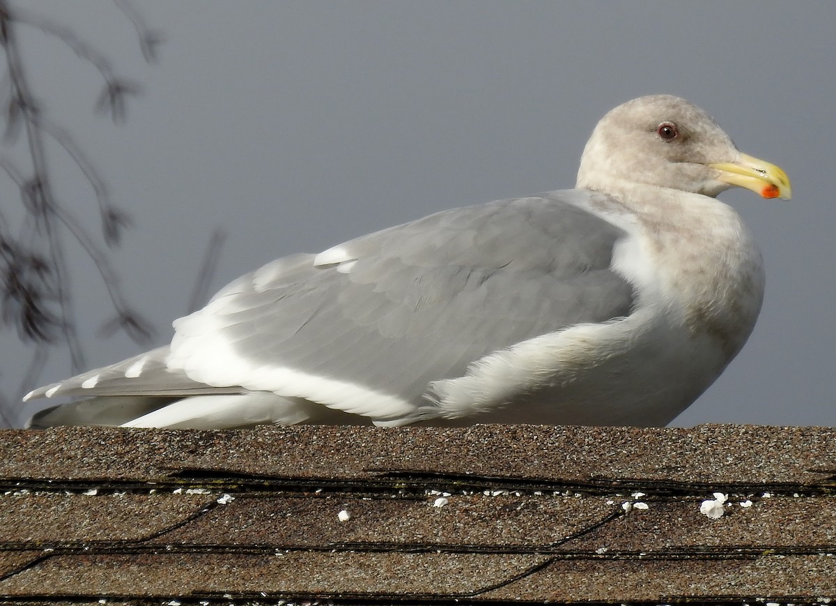 Glaucous-winged Gull - ML139809251