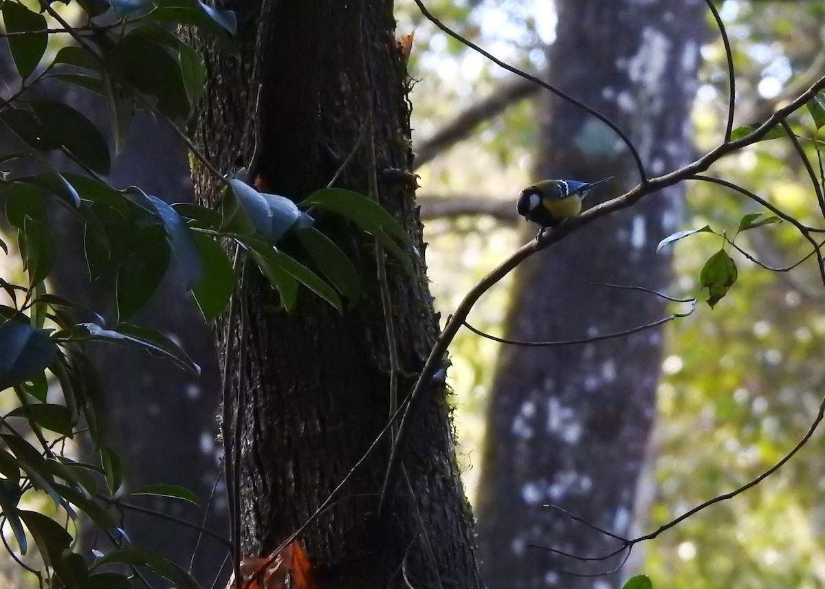 Green-backed Tit - Mark Smiles