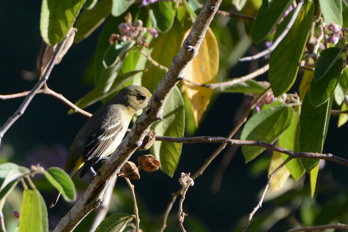 Western Tanager - Marie O'Neill