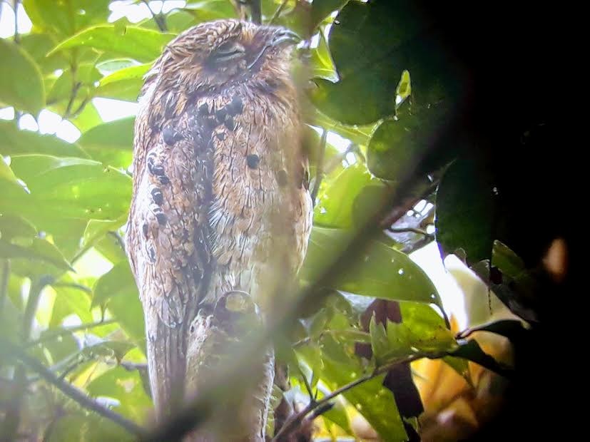 Common Potoo - ML139813011