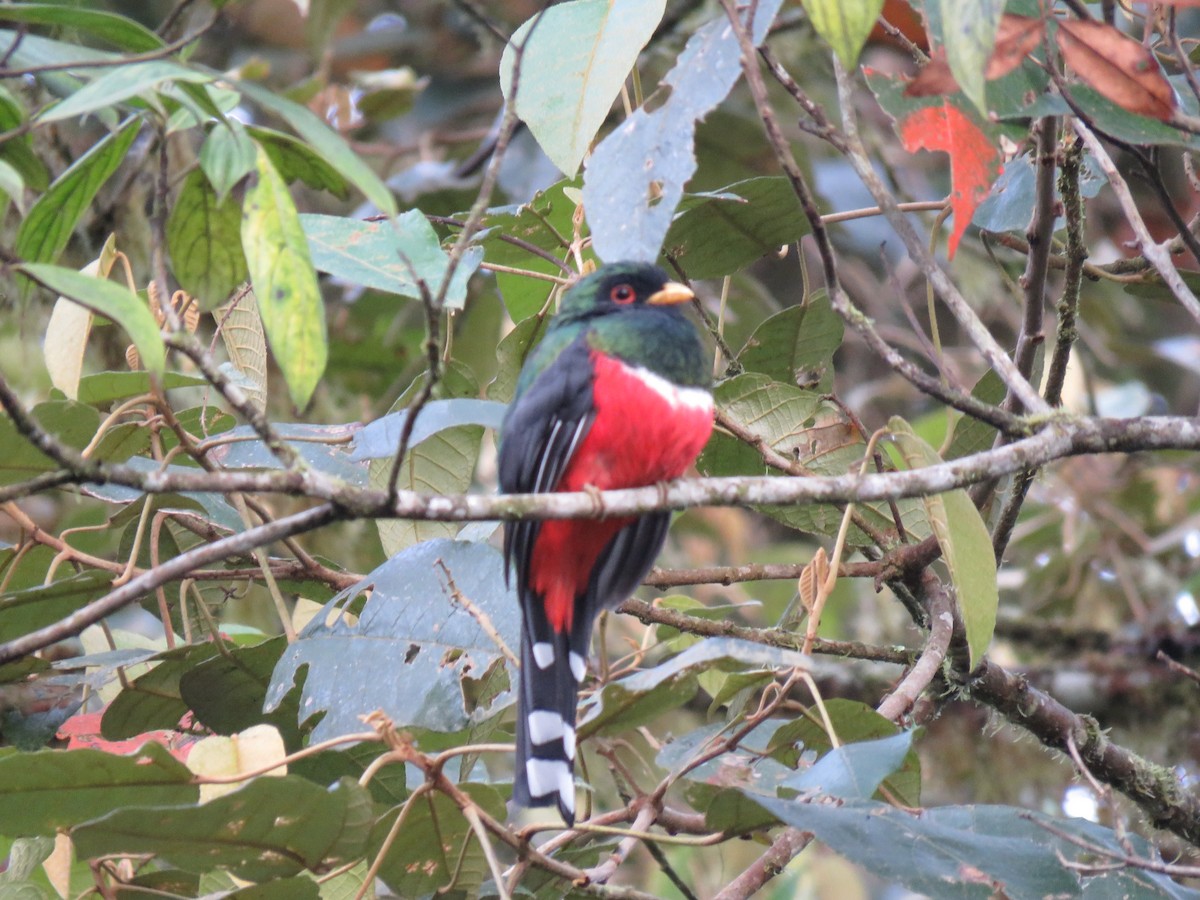 Masked Trogon - ML139814291