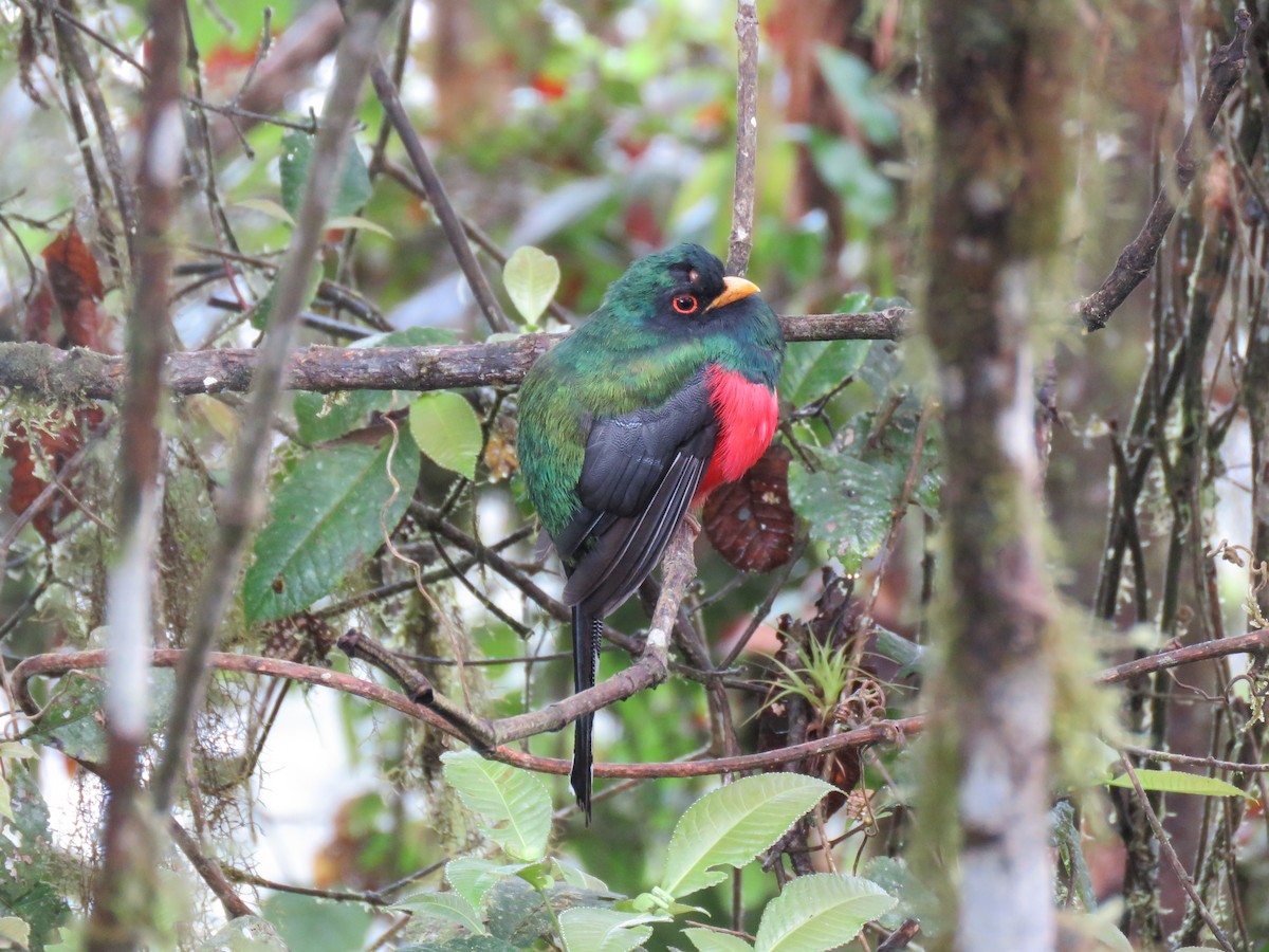 Masked Trogon - ML139814531