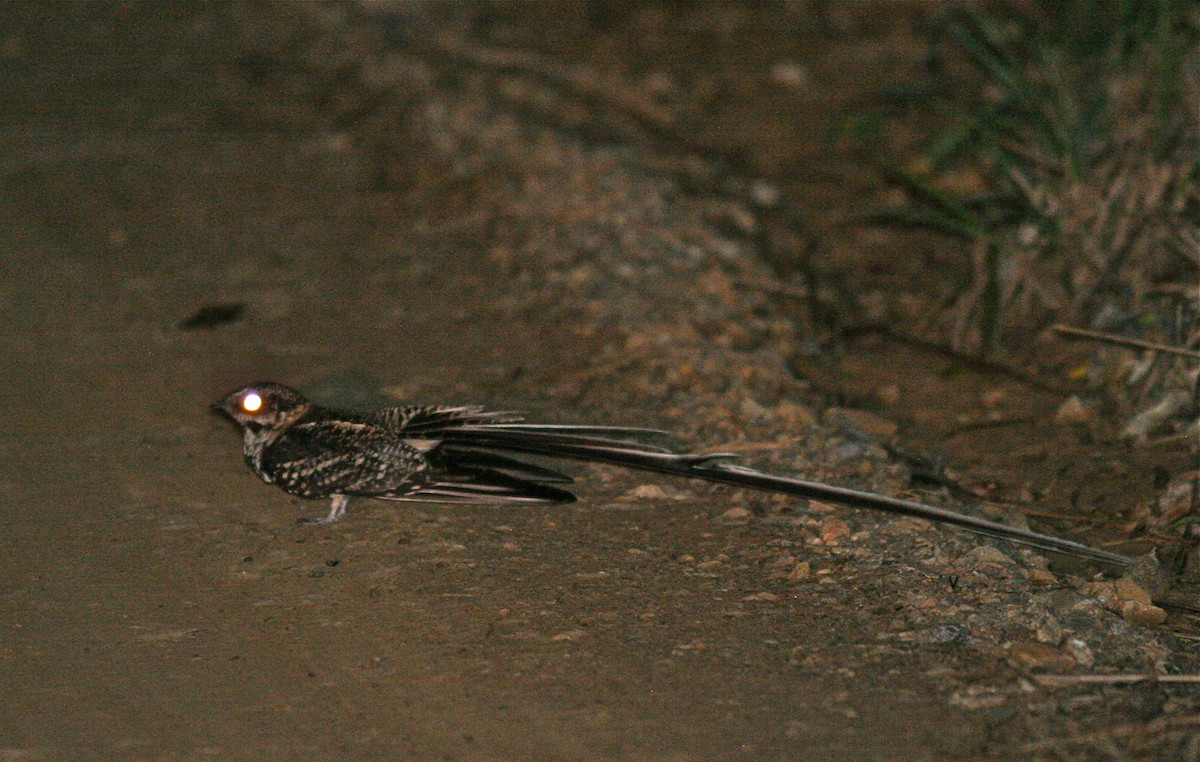 Long-trained Nightjar - ML139814851