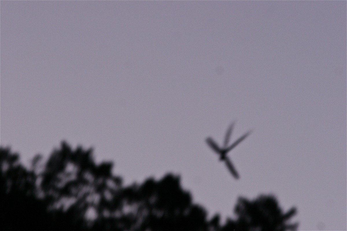 Long-trained Nightjar - Don Roberson