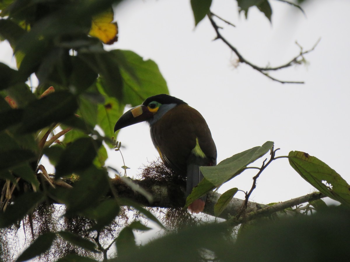 Plate-billed Mountain-Toucan - ML139815431