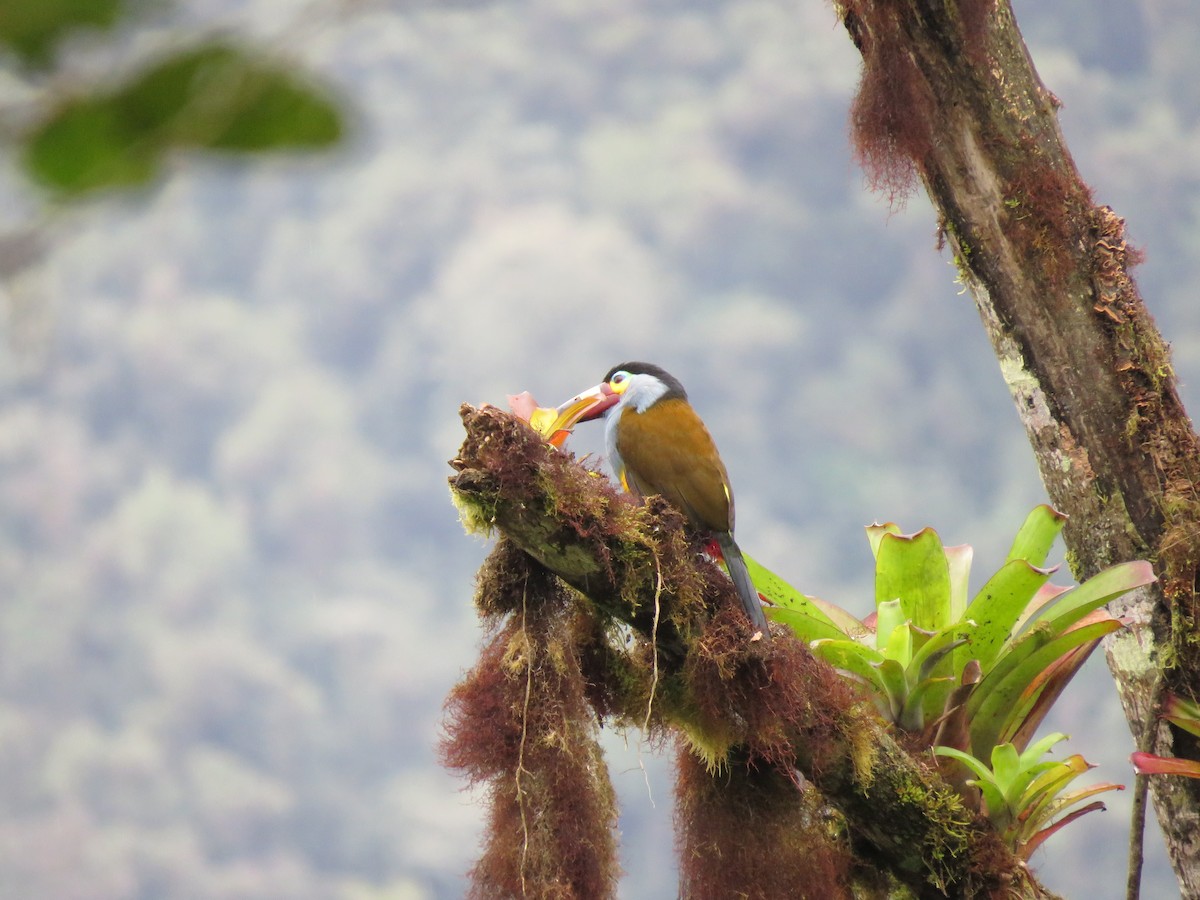 Plate-billed Mountain-Toucan - ML139815471