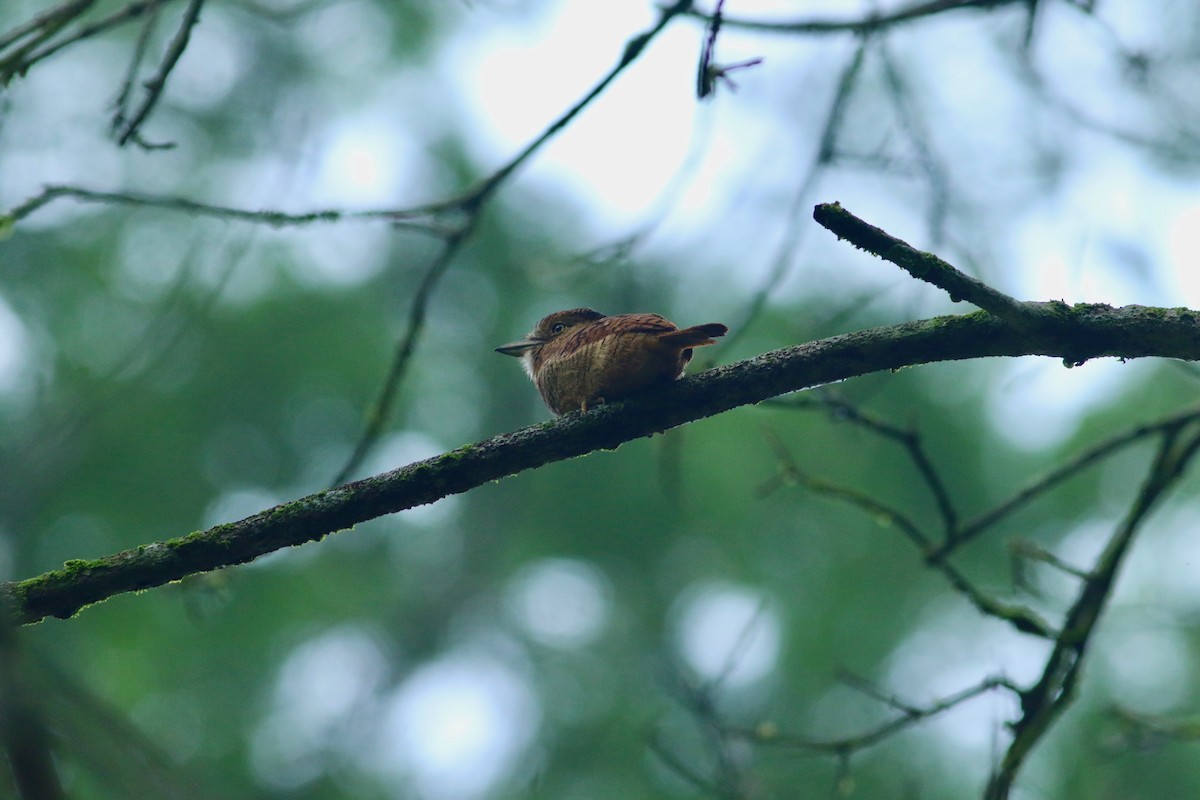 Barred Puffbird - ML139816191