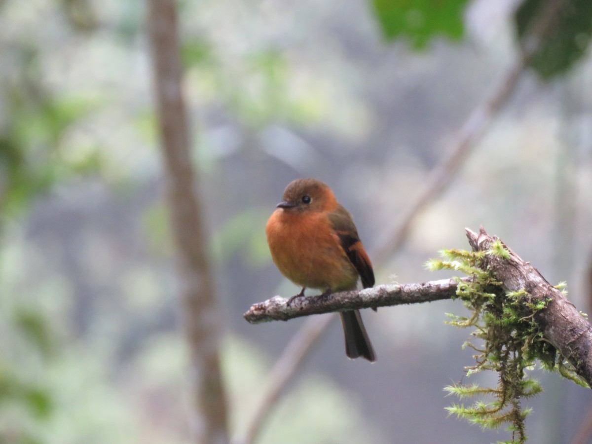 Cinnamon Flycatcher - ML139816201