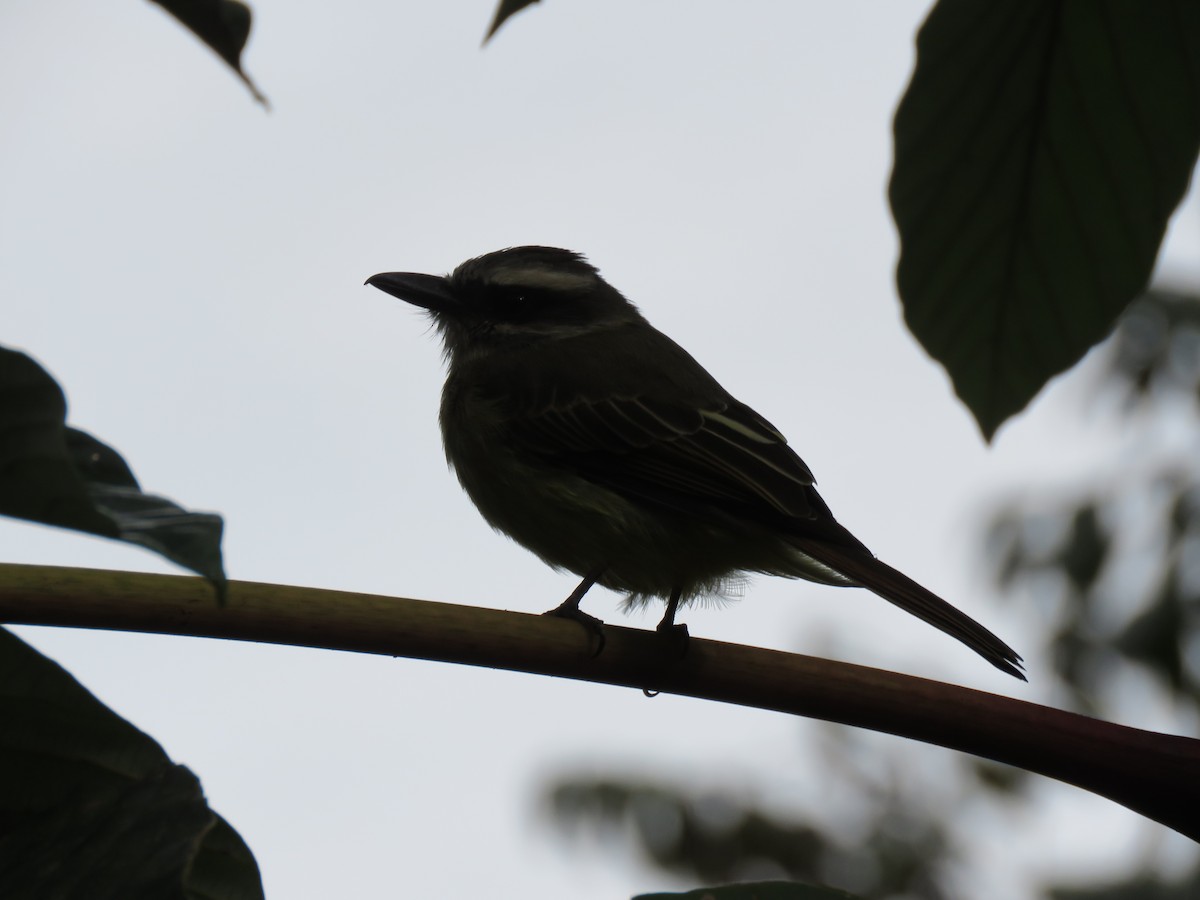 Golden-bellied Flycatcher - ML139816791