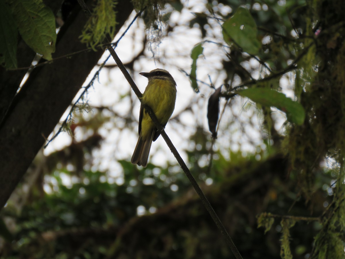 Golden-bellied Flycatcher - ML139816821