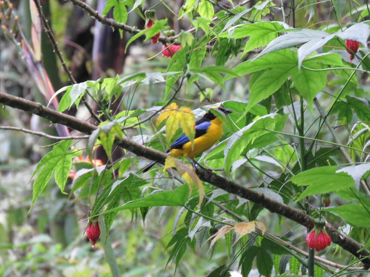 Blue-winged Mountain Tanager - ML139817381