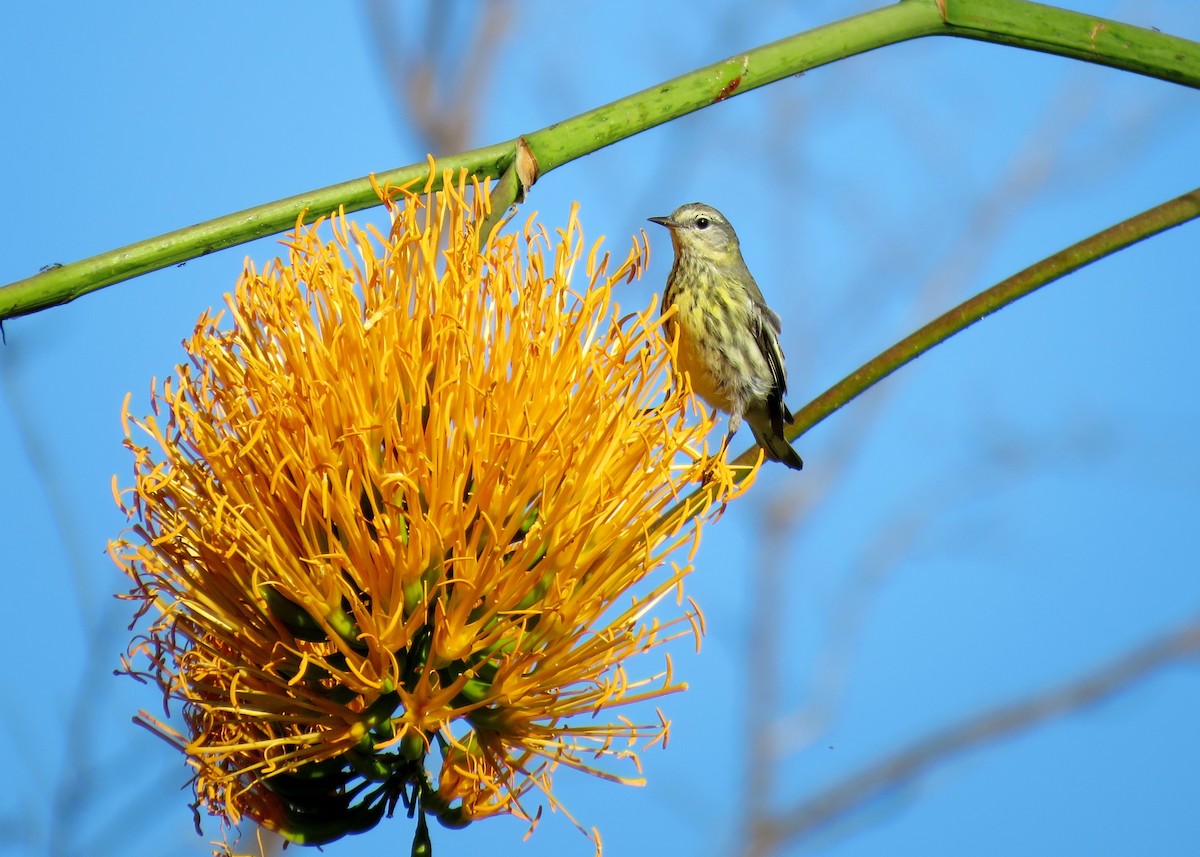 Cape May Warbler - Michael Willison