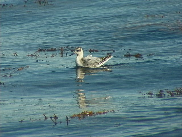 Phalarope à bec large - ML139817811