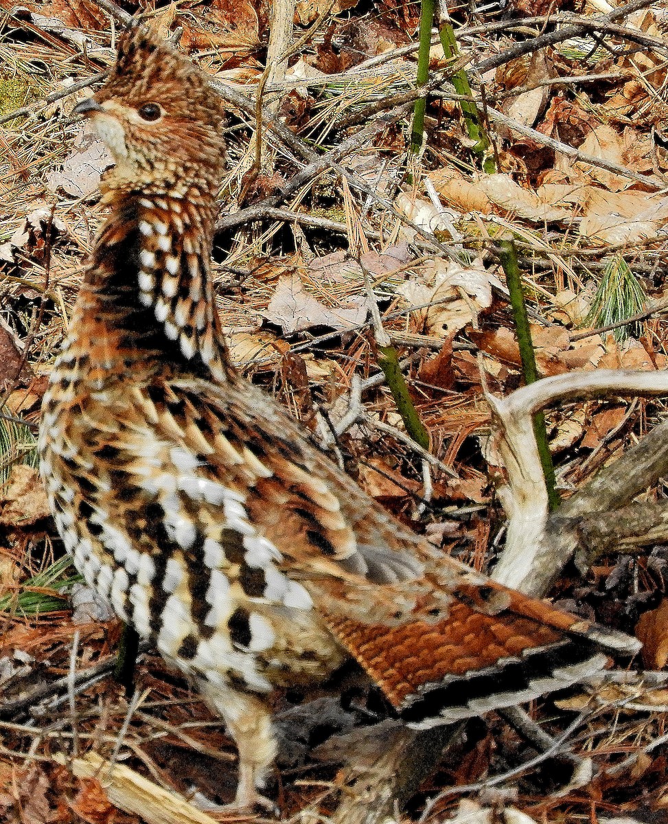 Ruffed Grouse - ML139817921