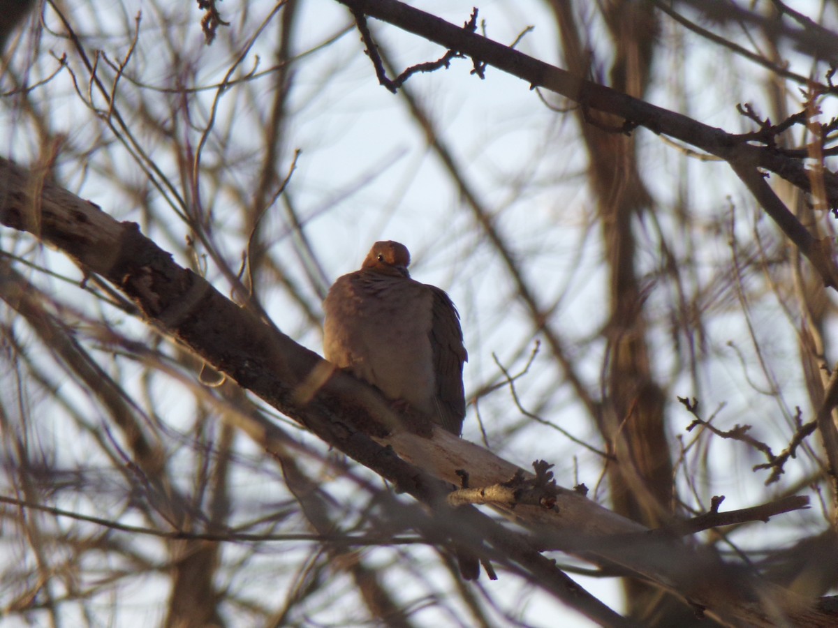 Mourning Dove - Michaela Plante