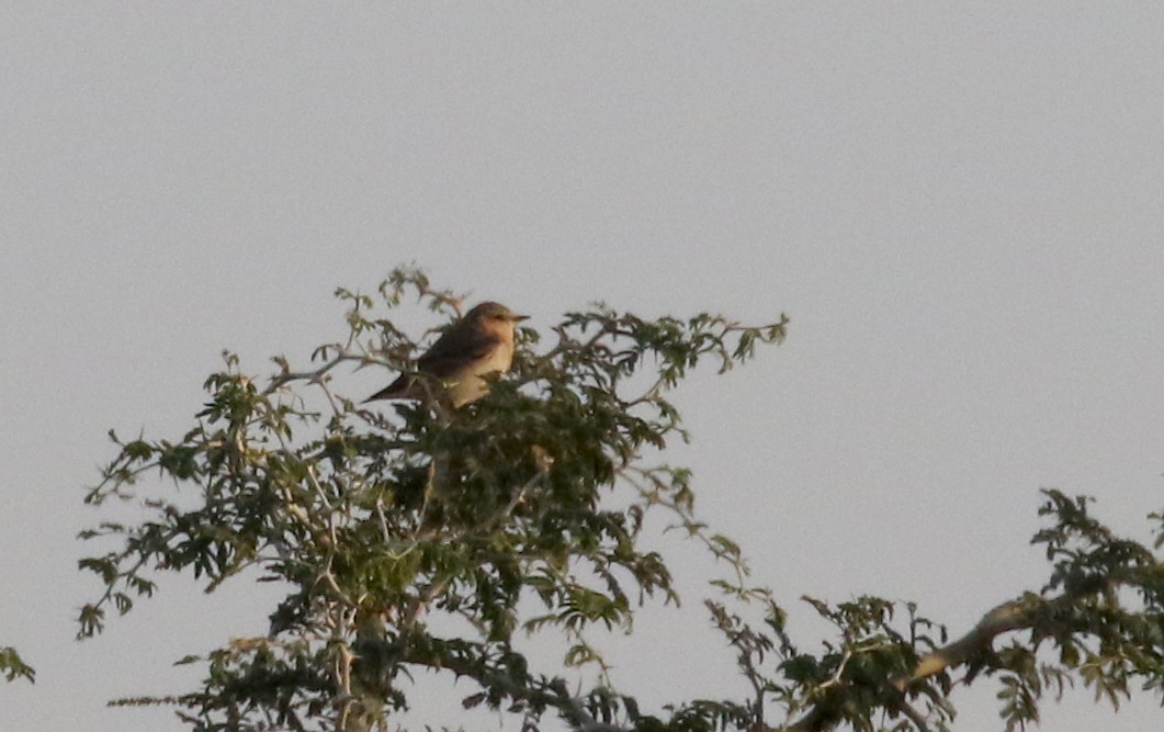 Northern Wheatear - ML139819491