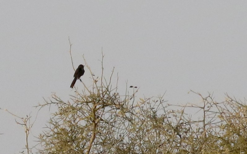 Black Scrub-Robin - ML139820221