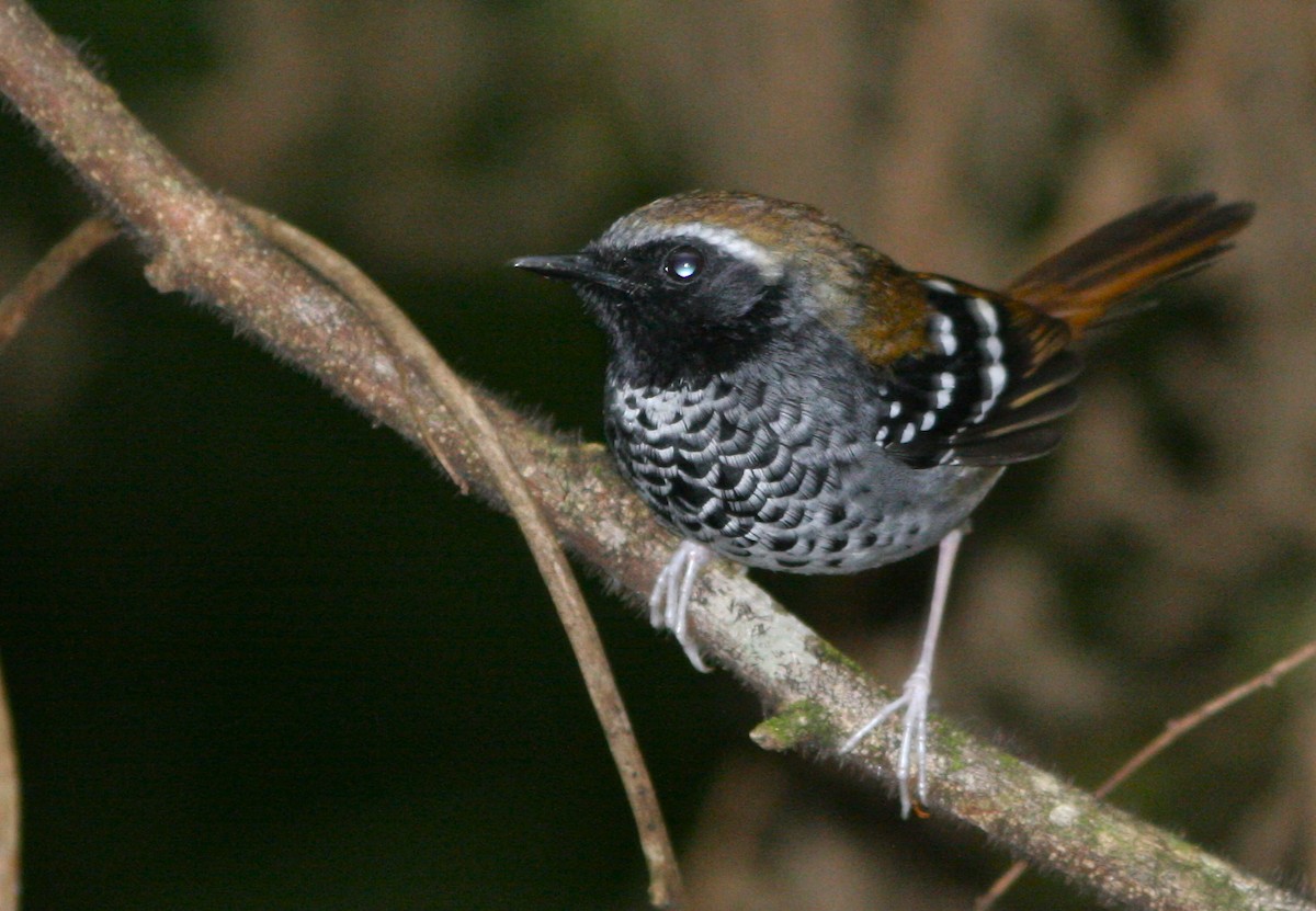 Squamate Antbird - ML139822471