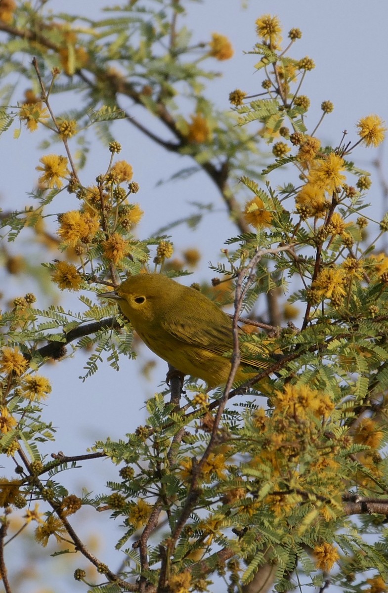 Yellow Warbler (Northern) - ML139822711