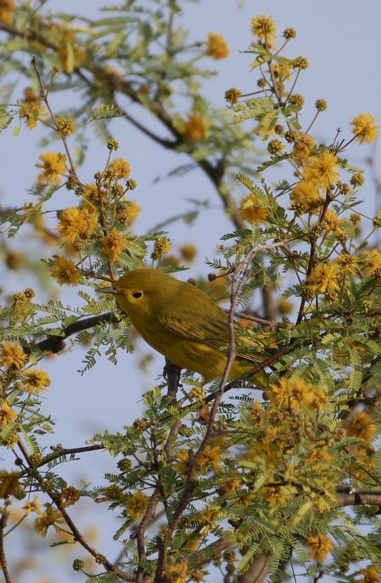 Paruline jaune - ML139822711