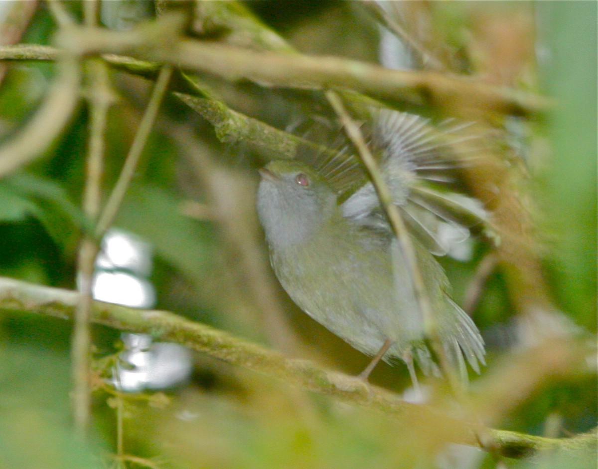 Pin-tailed Manakin - ML139822831