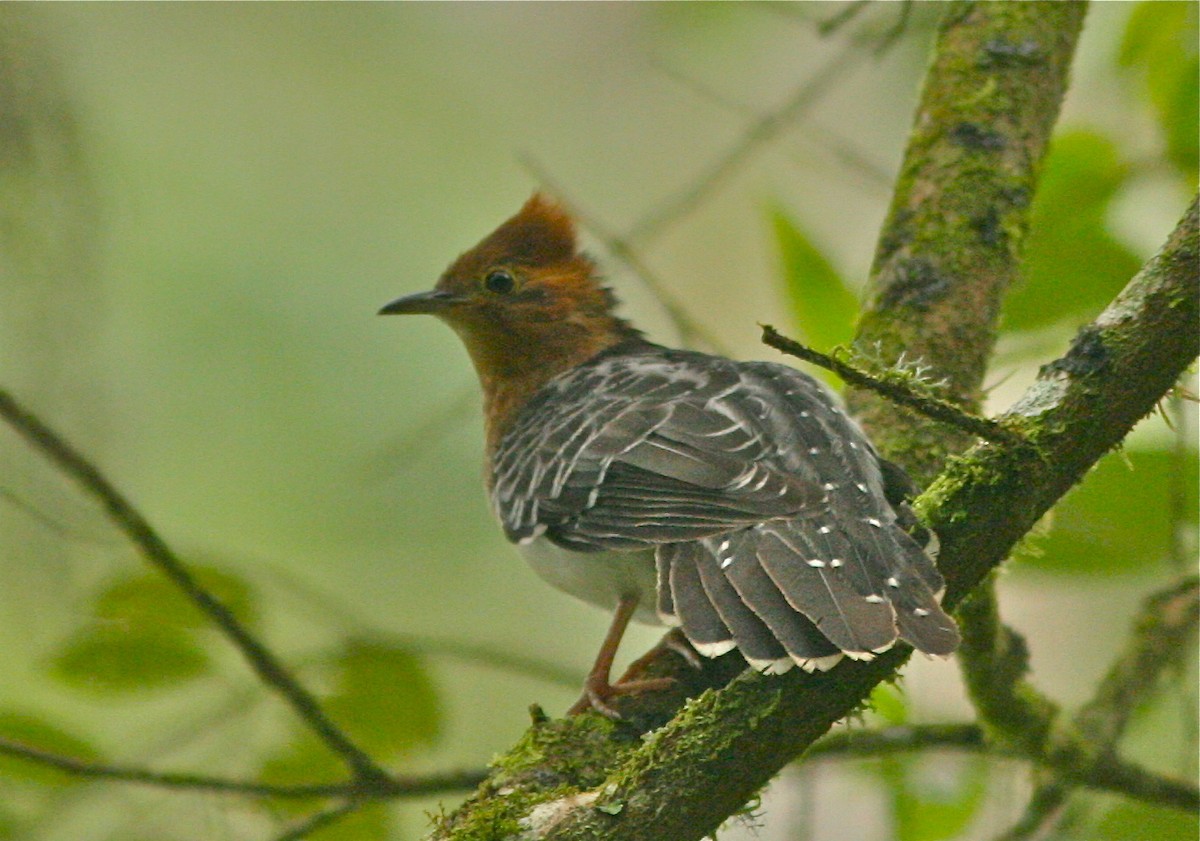 Pavonine Cuckoo - ML139823271