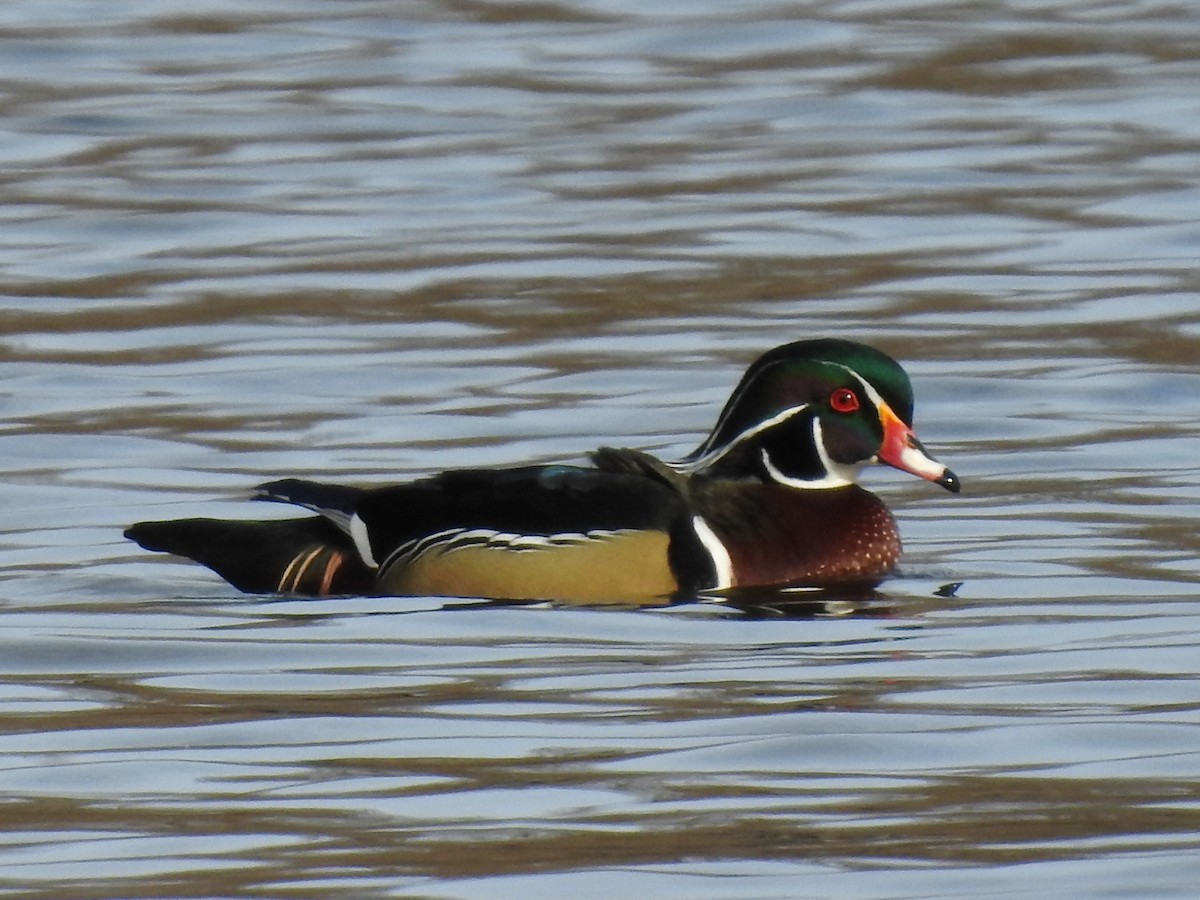 Wood Duck - Prashant A