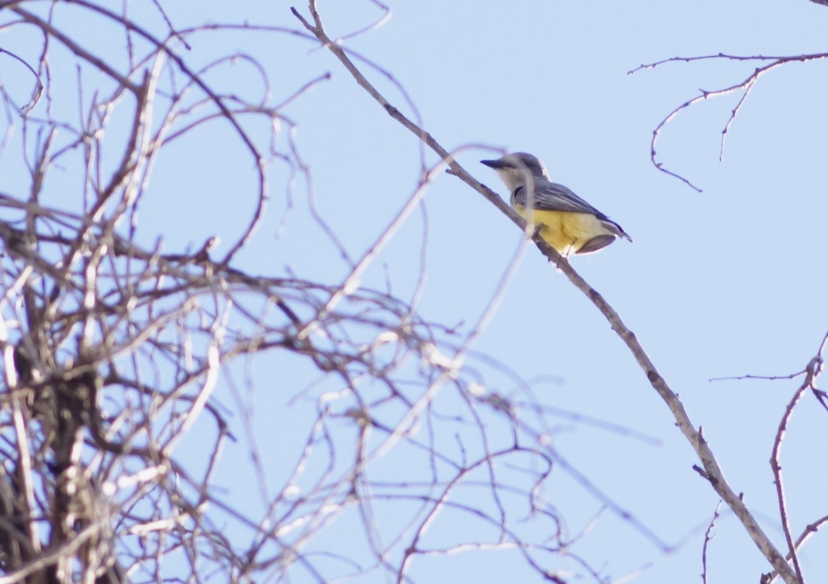 Tropical Kingbird - ML139826321