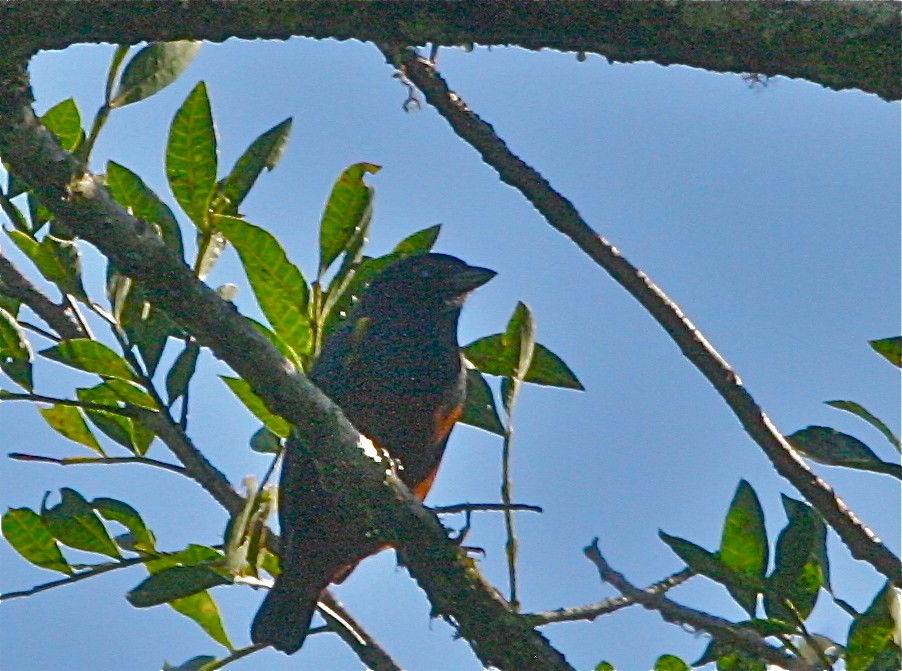 Chestnut-bellied Euphonia - ML139827281