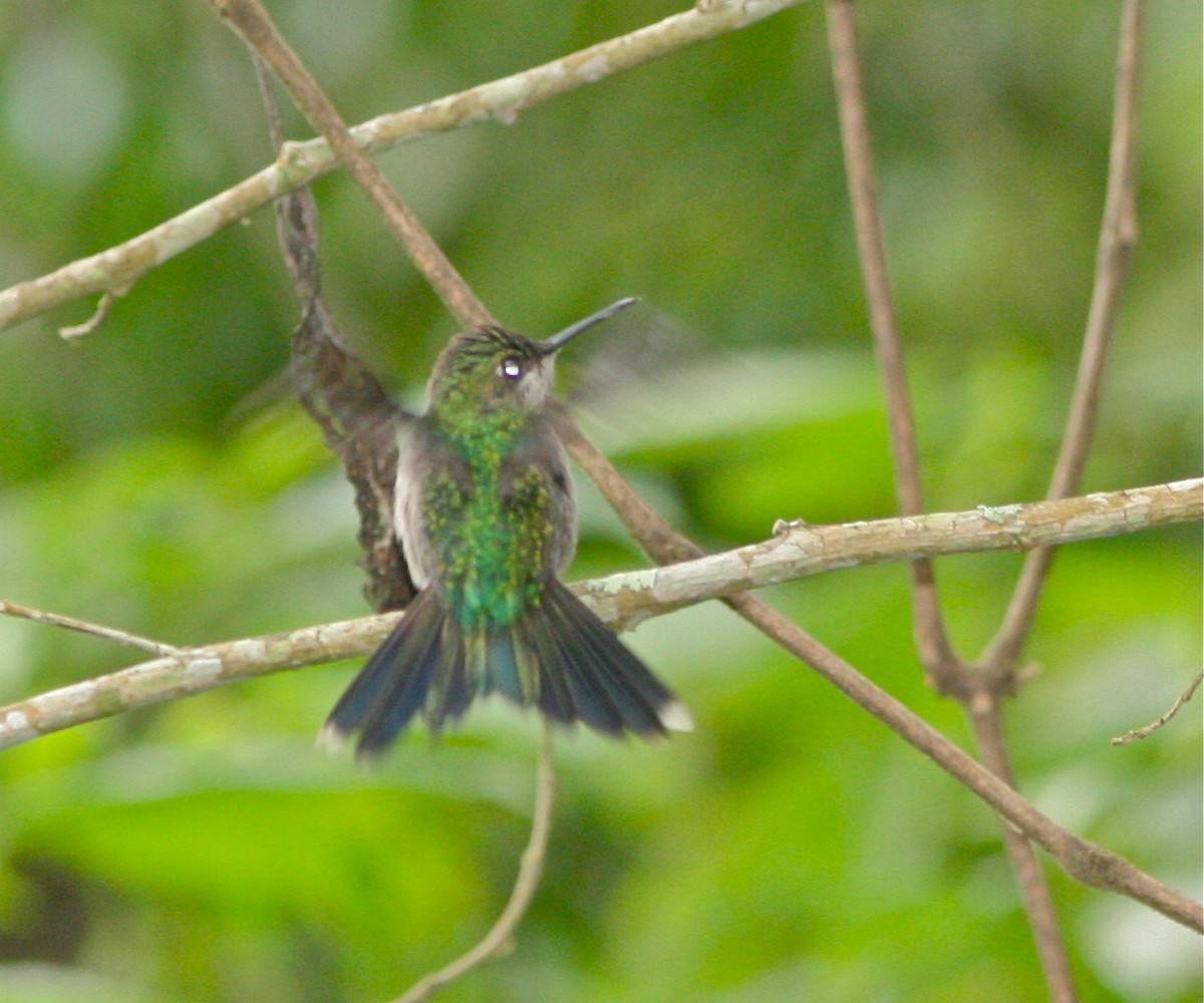 Violet-capped Woodnymph - ML139828051