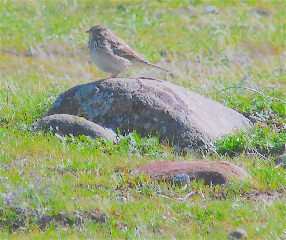 Vesper Sparrow - ML139828281