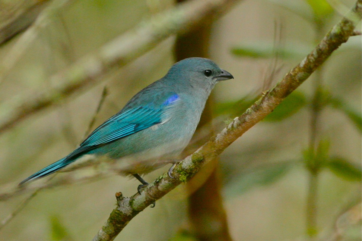 Azure-shouldered Tanager - Don Roberson