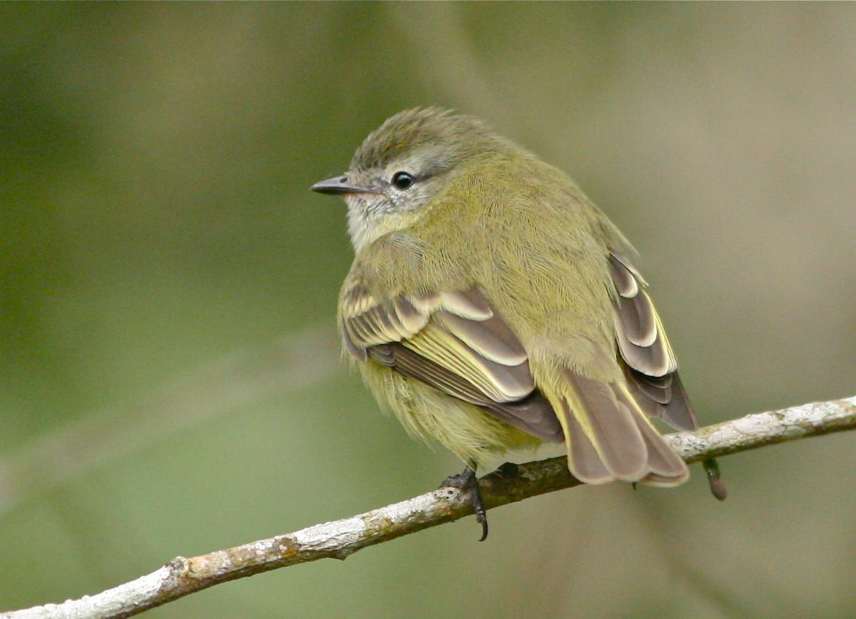 Planalto Tyrannulet - ML139830091