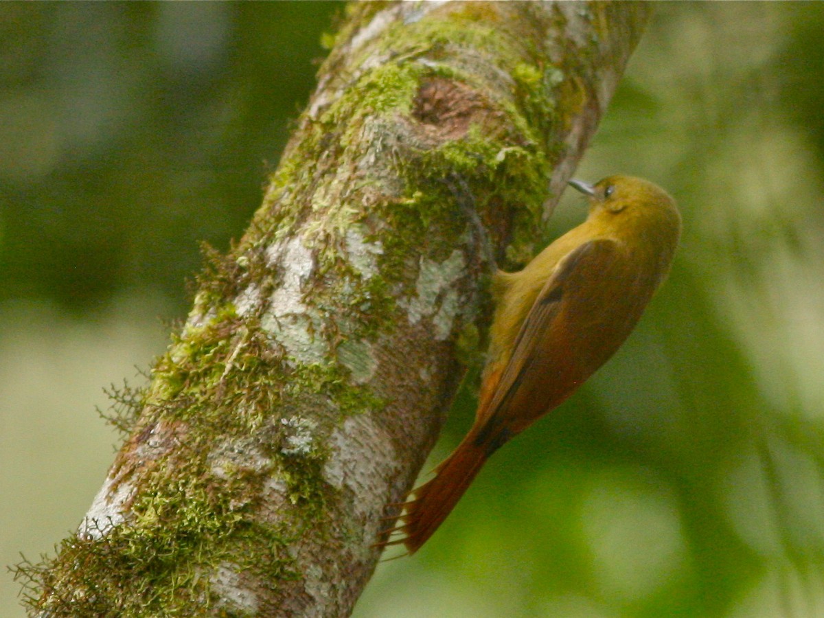 Olivaceous Woodcreeper (Olivaceous) - ML139830521