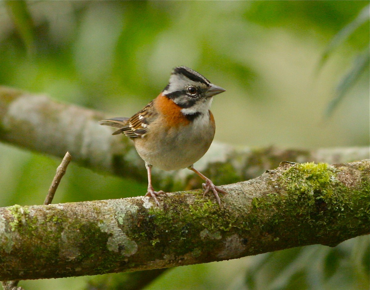 Rufous-collared Sparrow - Don Roberson