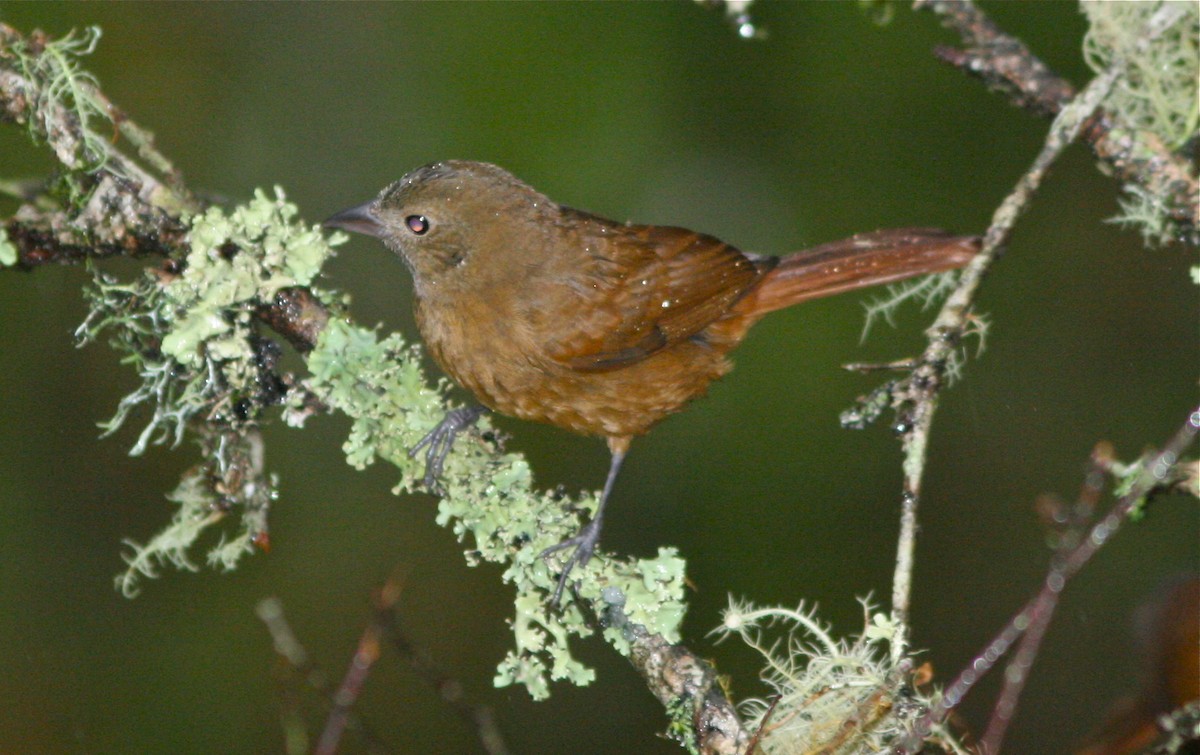 Ruby-crowned Tanager - ML139832691