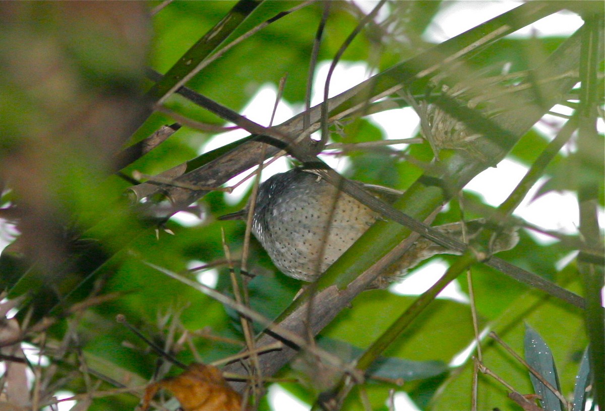 Spotted Bamboowren - ML139833691