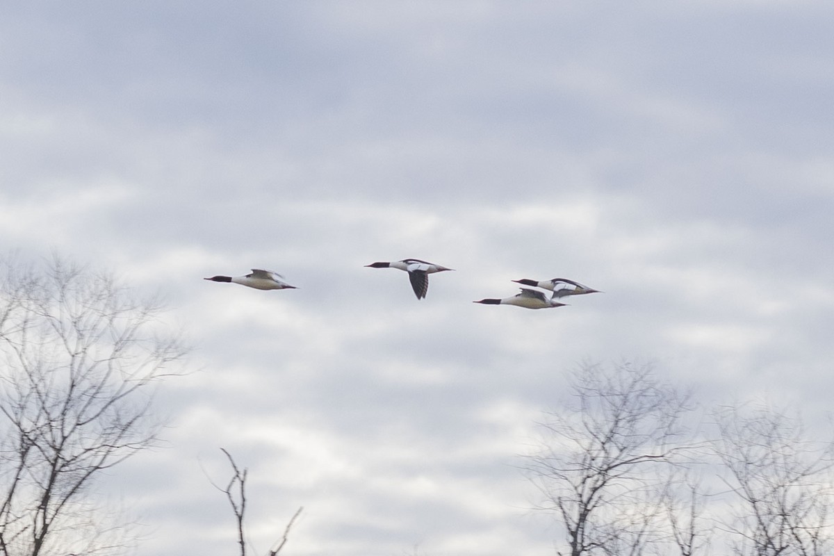 Common Merganser - Reed Gerdes