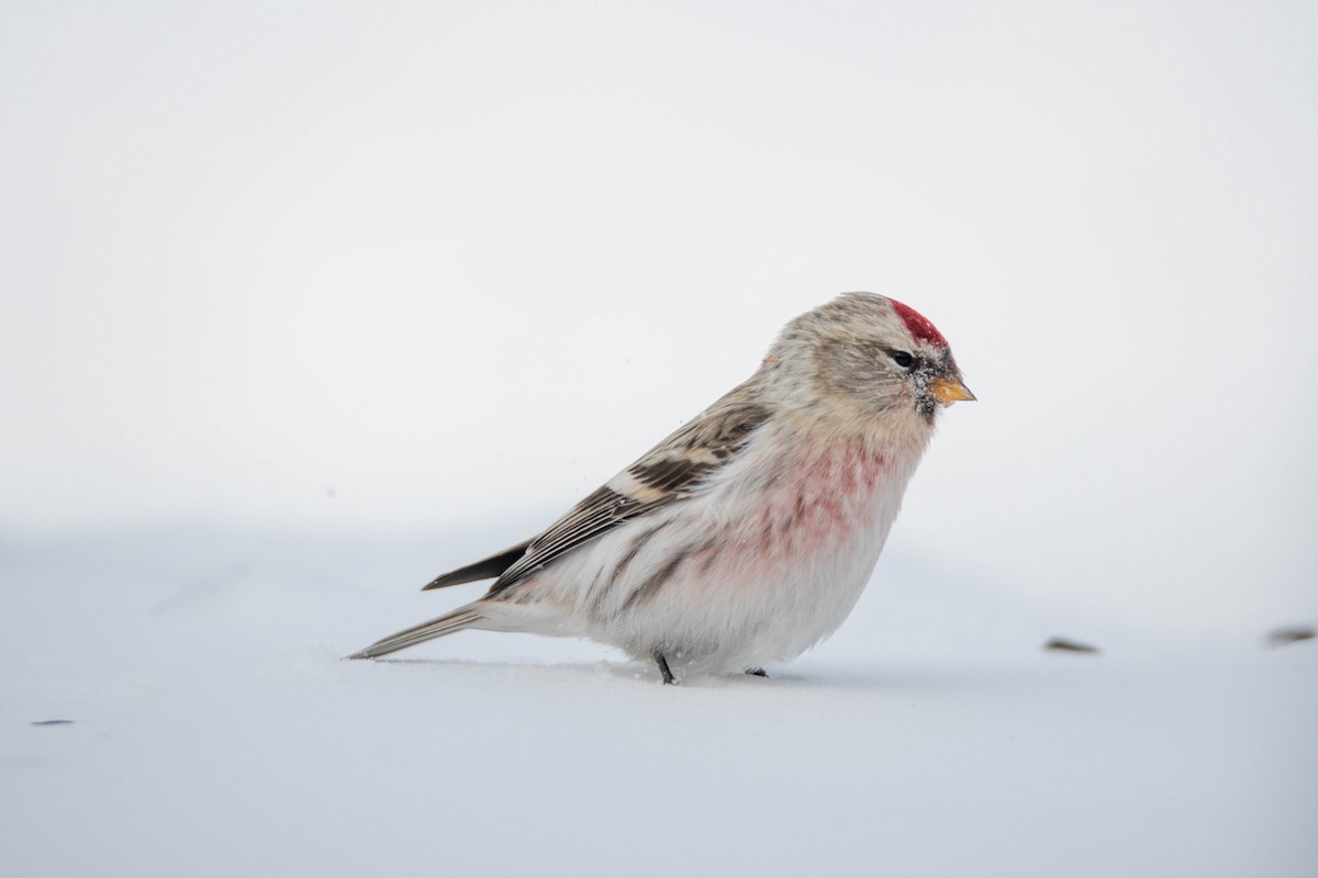 Hoary Redpoll - Yannick Fleury