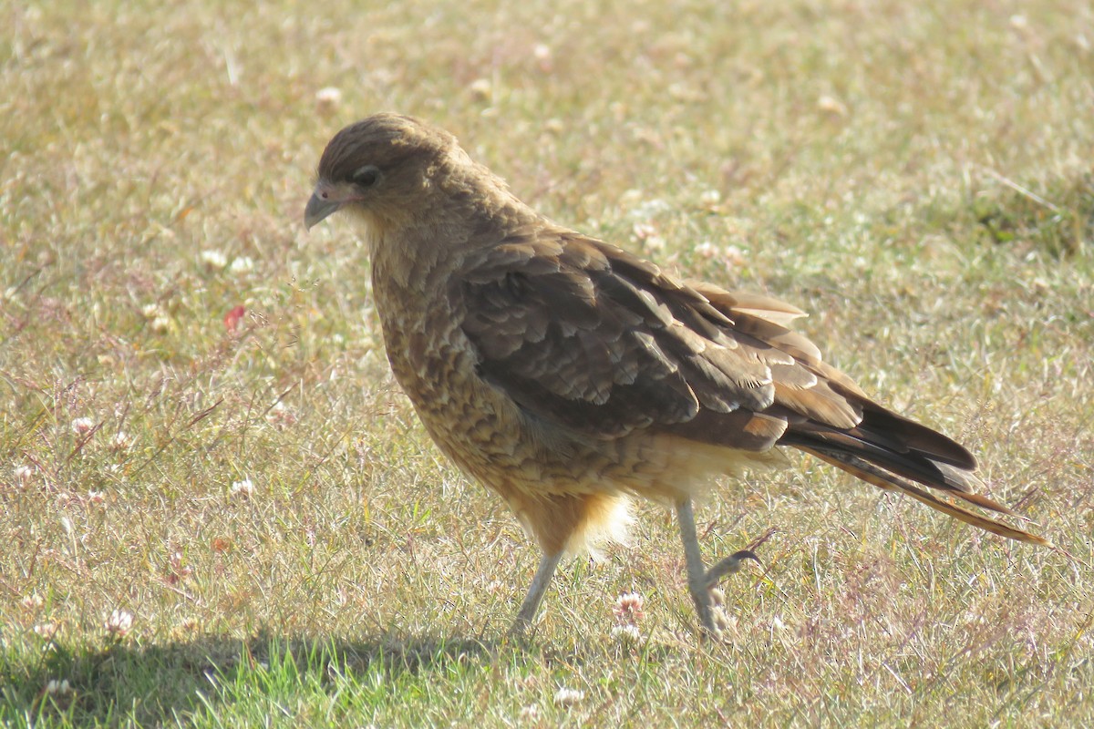 Chimango Caracara - Kathryn Clouston