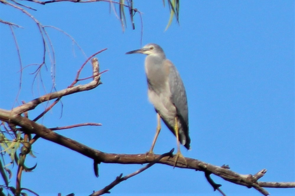 White-faced Heron - ML139835661