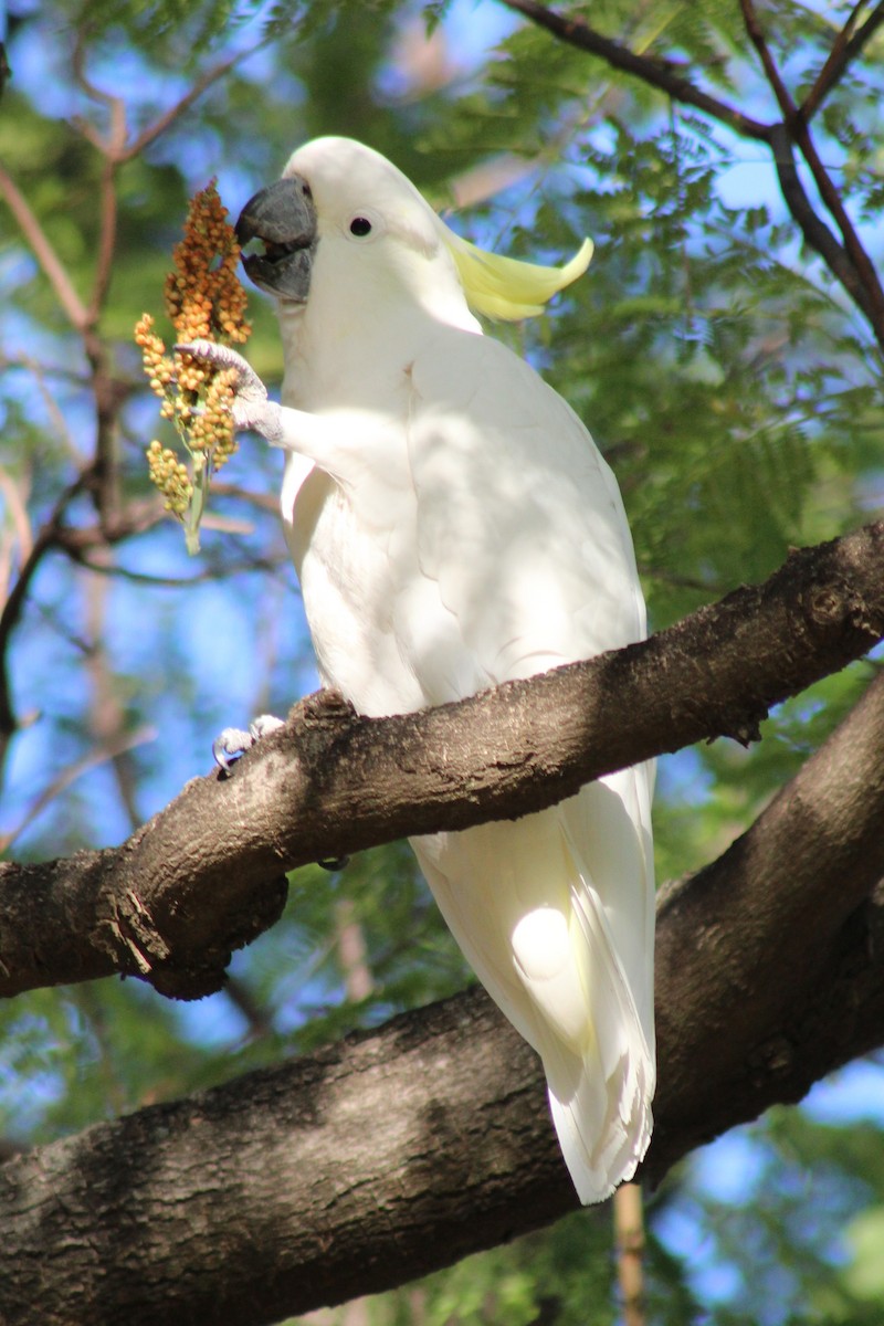 Sulphur-crested Cockatoo - ML139836071