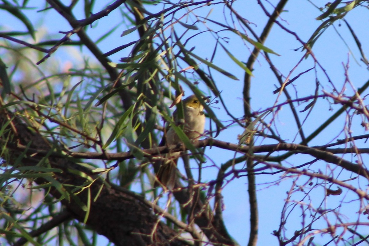 White-plumed Honeyeater - ML139836241