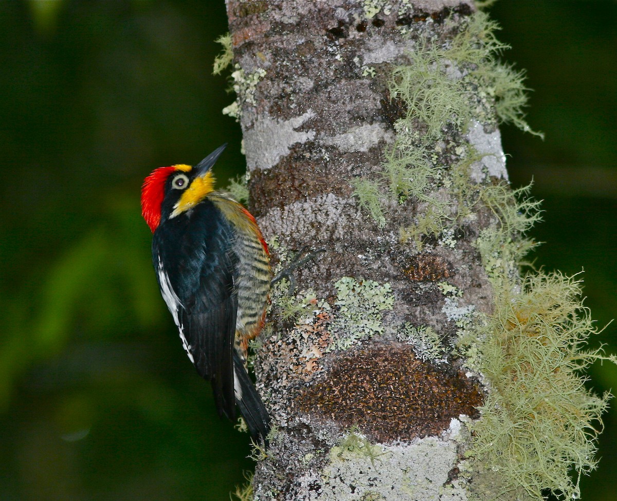 Yellow-fronted Woodpecker - ML139837691