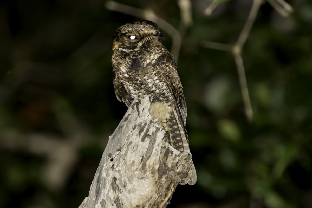 Yucatan Nightjar - Roni Martinez