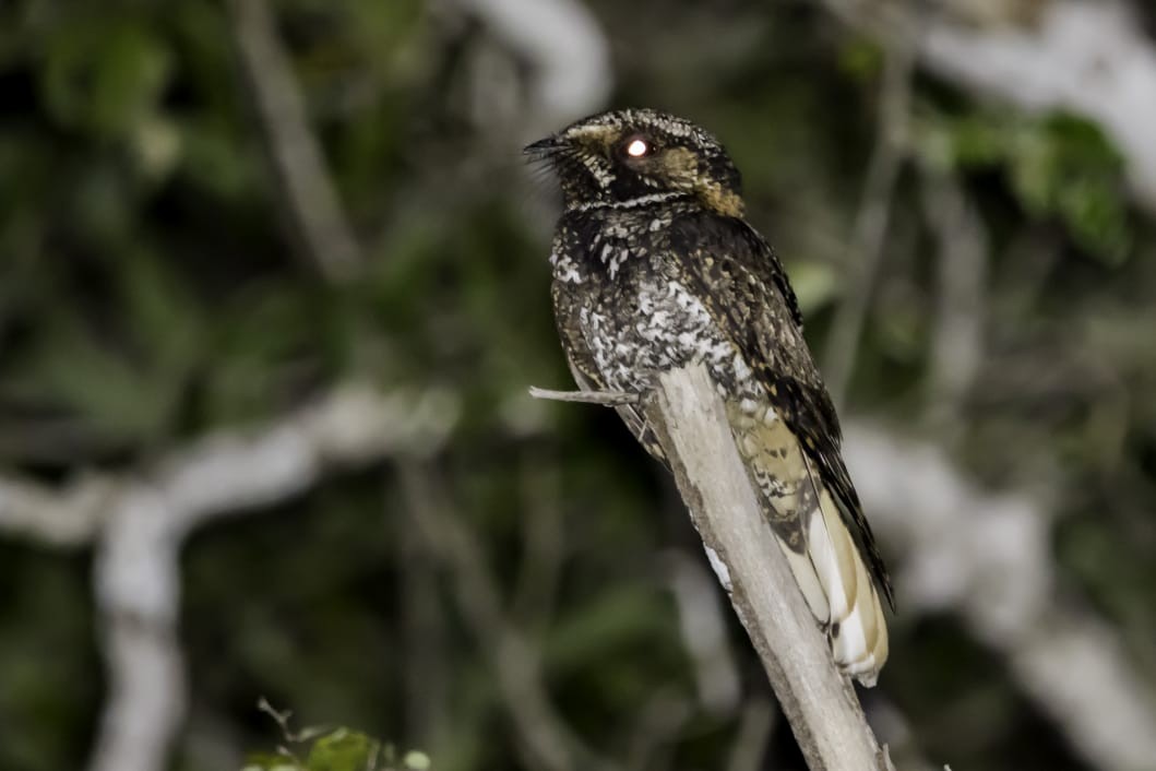 Yucatan Nightjar - Roni Martinez